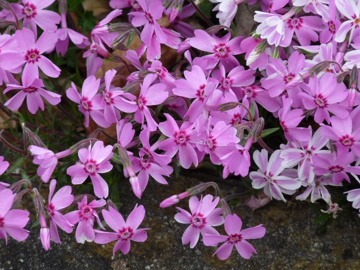 Phlox subulata 'Moerheimii'